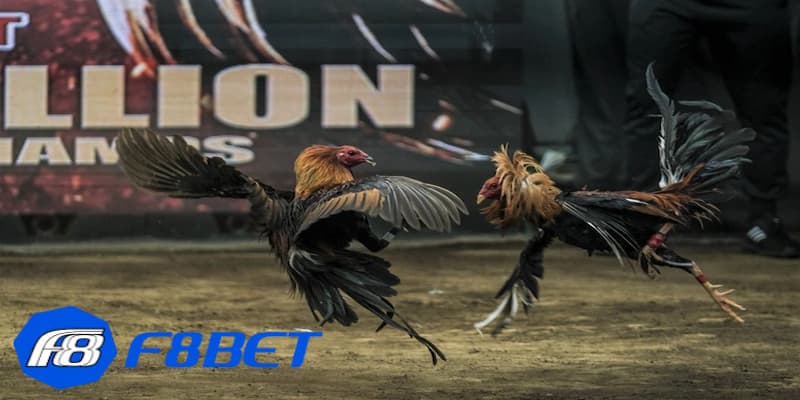 Kinh nghiệm cách bắt kèo đá gà trực tuyến từ chuyên gia