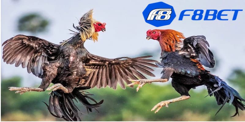 Những lưu ý khi tham gia cách bắt kèo đá gà