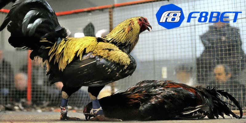 Khám phá cơ bản đá gà cựa sắt Campuchia