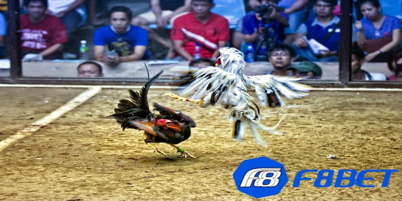 Các kiểu đá gà cựa sắt Campuchia hiện nay