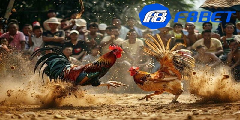 Quy tắc quan trọng khi chơi đá gà cúp C1