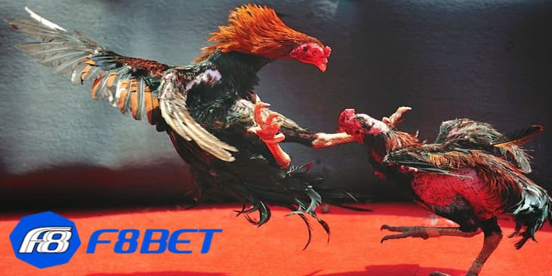 Lựa chọn loại hình đá gà phù hợp