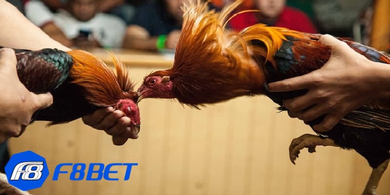 Quan sát kỹ lưỡng - kinh nghiệm cá cược đá gà