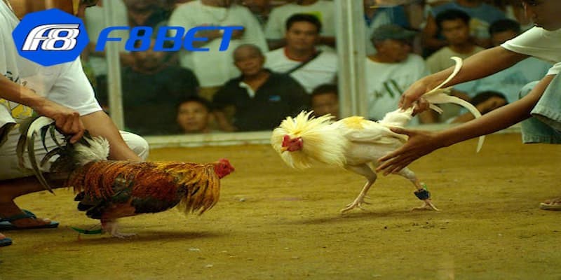 Kinh nghiệm chơi hiệu quả trực tiếp đá gà Mỹ