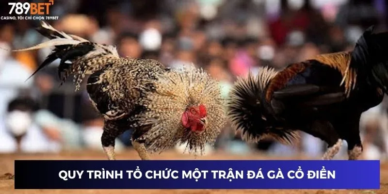 Các bước tổ chức một trận đấu đá gà cổ điển