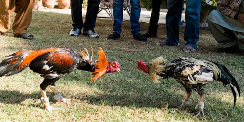 đá gà trực tiếp