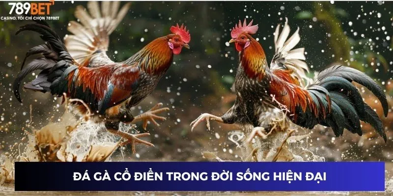 Vị trí của đá gà cổ điển trong xã hội hiện đại