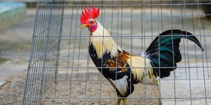 Khái niệm về đá gà tre