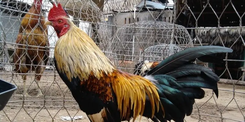 Cách chọn gà chiến cực hiệu quả