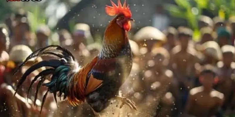 Kinh nghiệm chơi đá gà tre hiệu quả dễ áp dụng