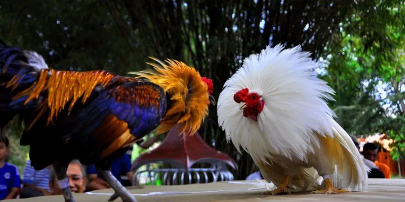 Cách chọn đá gà tre nhanh chất lượng