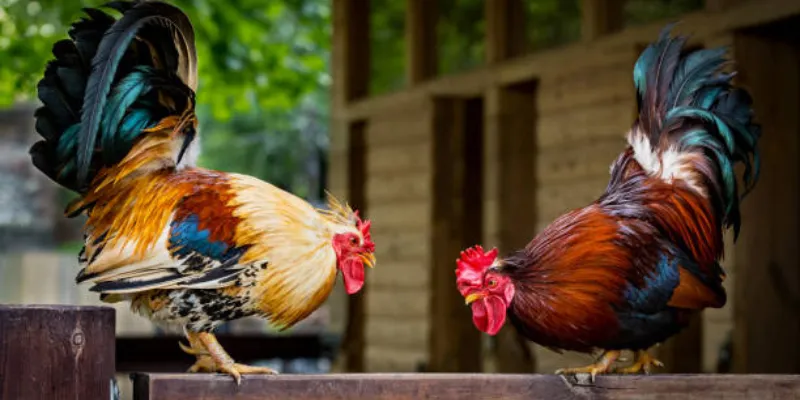 Tìm hiểu đá gà tre nhanh