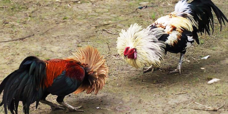 Đá gà tre nhanh là môn thể thao rất phổ biến tại Việt Nam