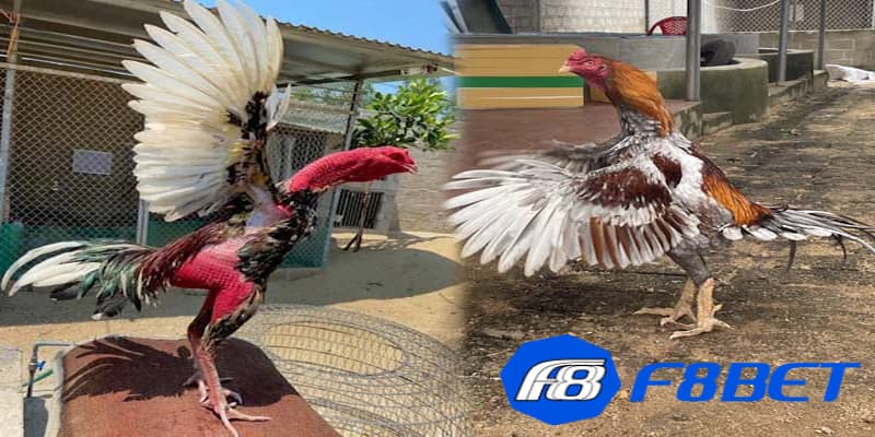 Kèo đá gà là gì?