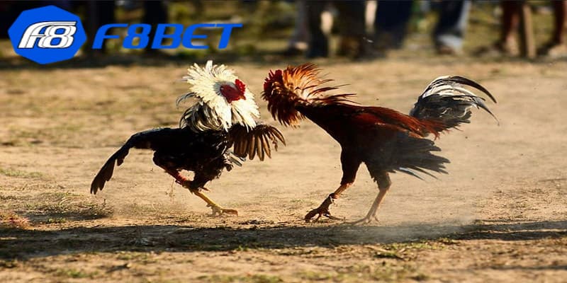 Luật chơi đá gà cựa sắt Campuchia chi tiết nhất