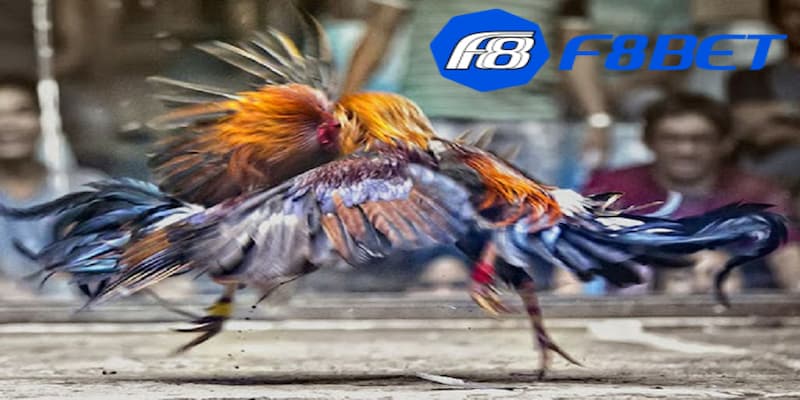 Tổng hợp những kinh nghiệm cá cược đá gà hiệu quả nhất