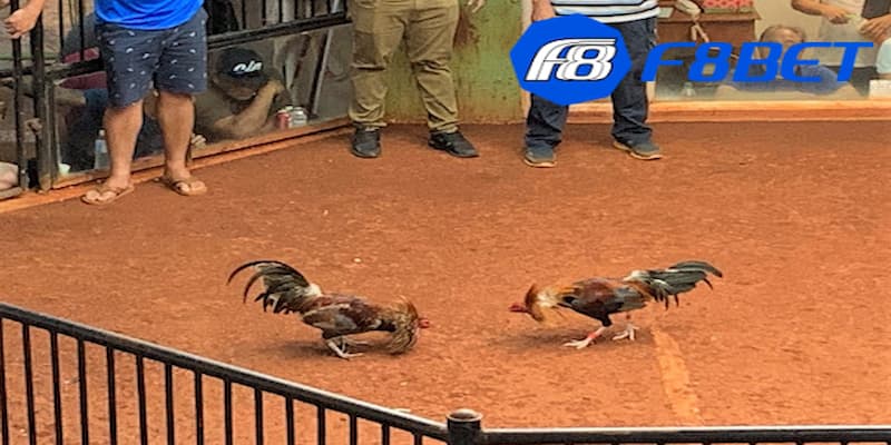 Trực tiếp đá gà Mỹ là gì?